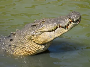 Crocodile