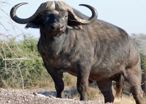 African Buffalo